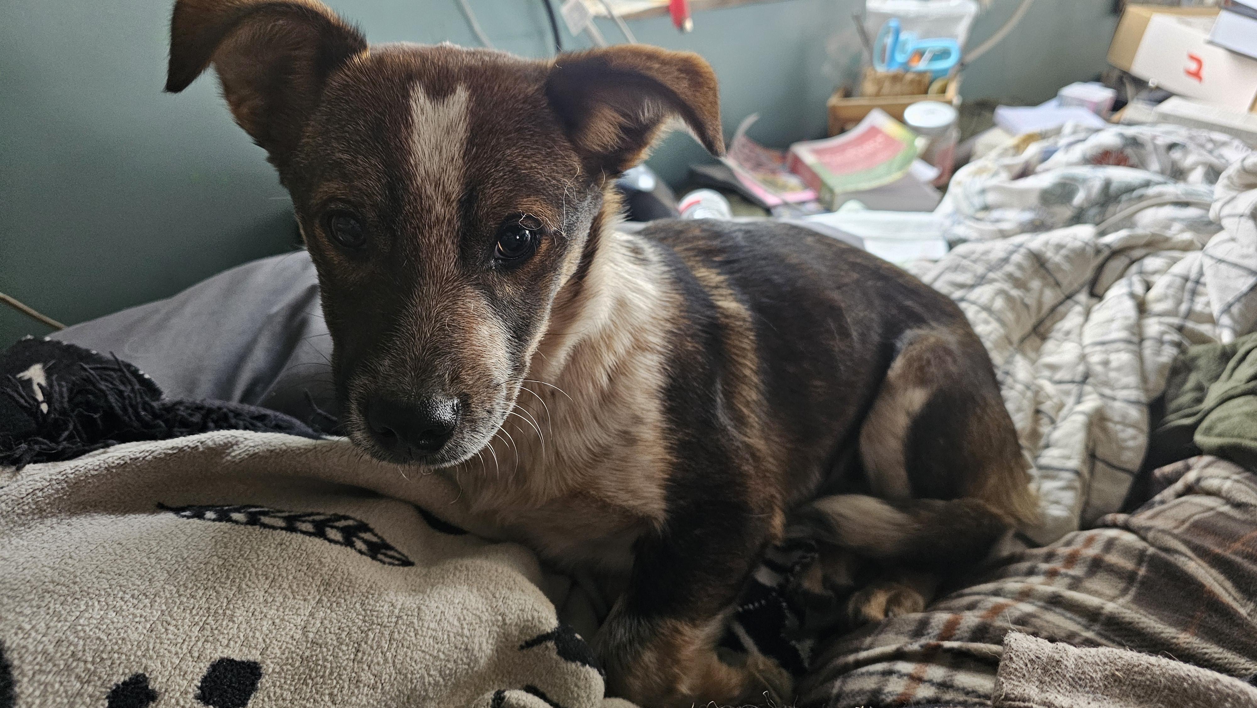 Rodeo, a ADOPTABLE mixed breed in Phelan, CA image 2/4