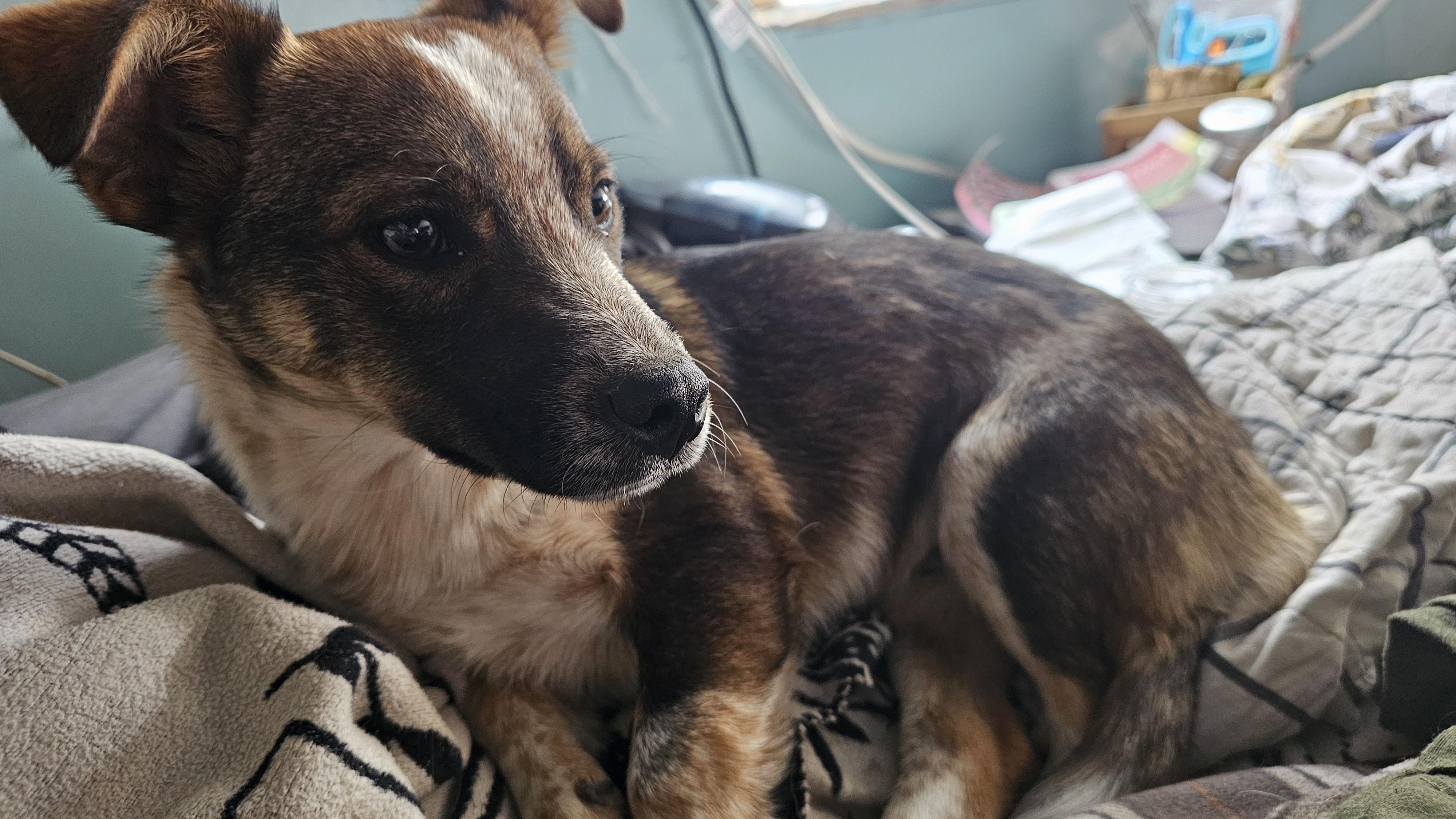 Rodeo, a ADOPTABLE mixed breed in Phelan, CA image 1/4