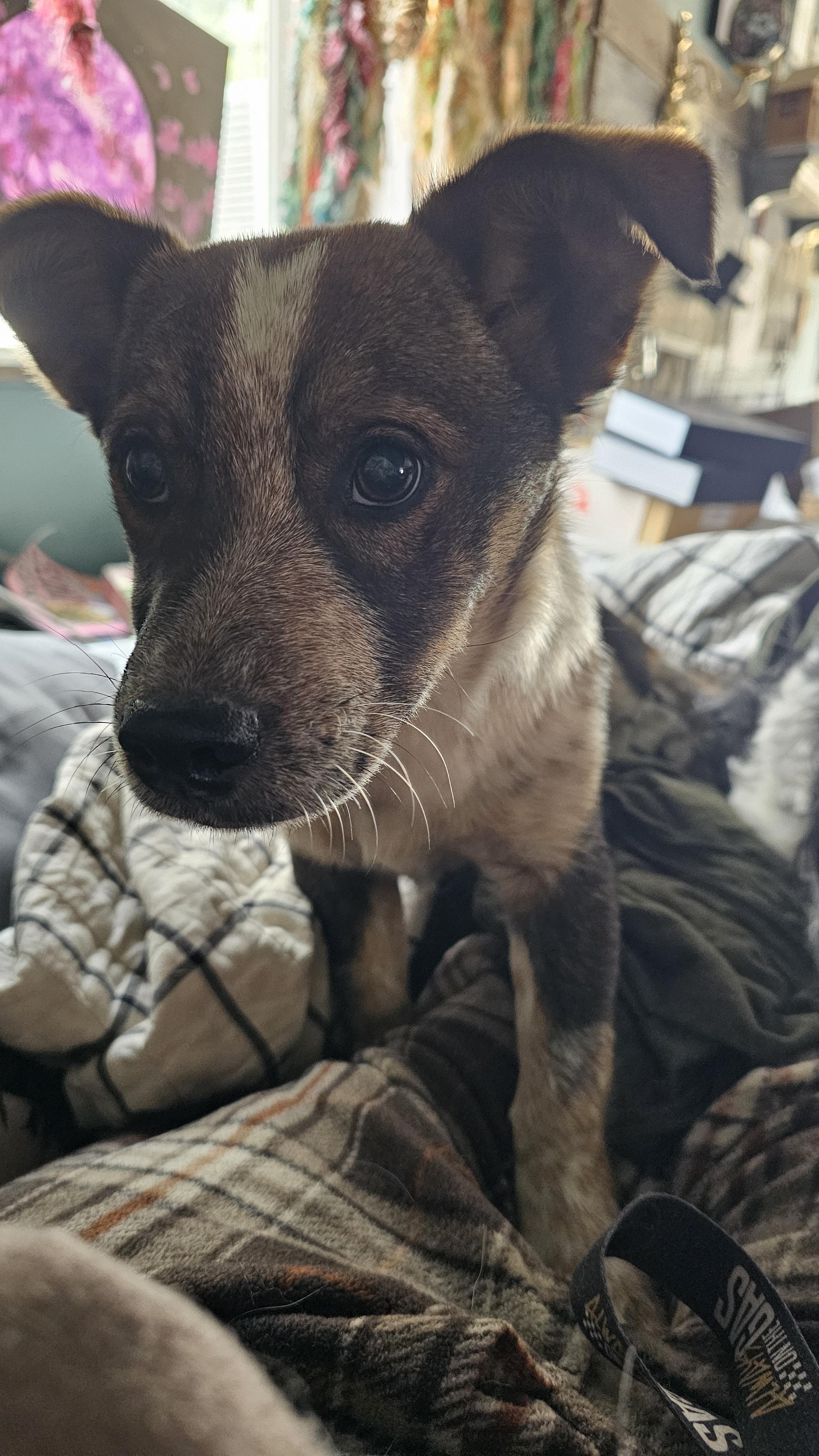 Rodeo, a ADOPTABLE mixed breed in Phelan, CA image 3/4