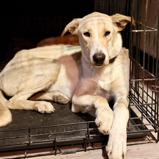 Cheyenne, Adoptable, Young Female Shepherd & Mixed Breed.