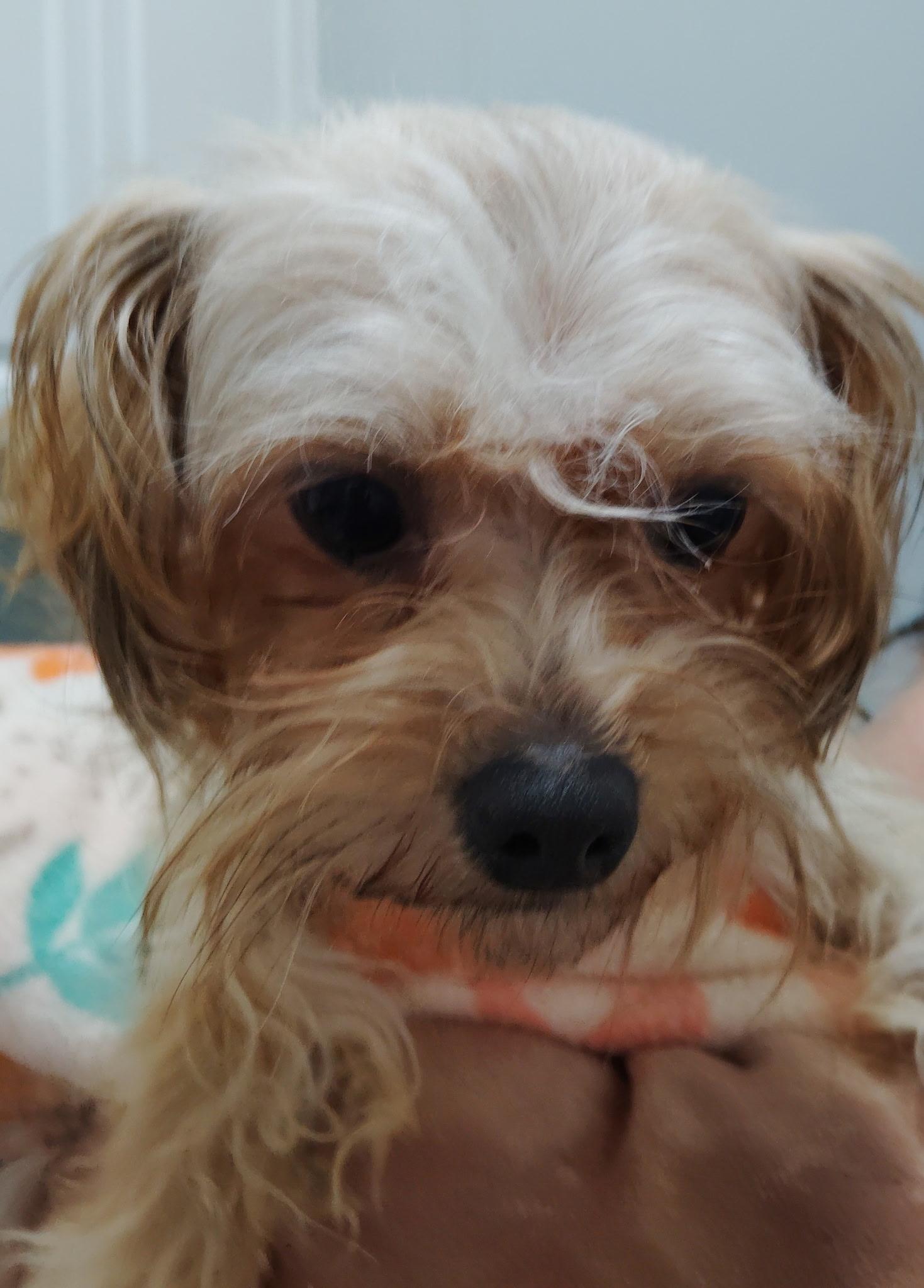 Enlarge Max, a ADOPTABLE Mixed Breed in Franklin, IN image 1/1