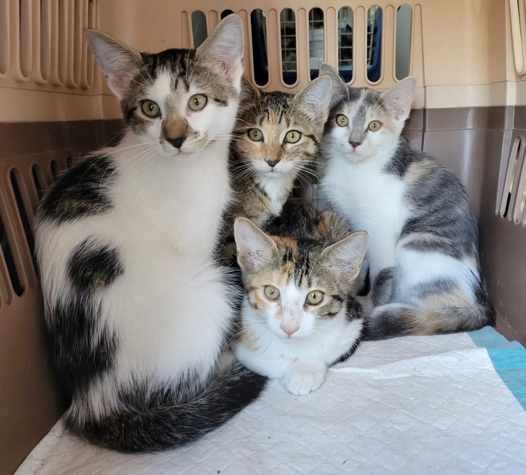 Enlarge Queenie, a Adoptable mixed breed in Mabank, TX image 2/4