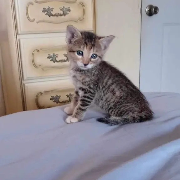 Enlarge Queenie, a Adoptable mixed breed in Mabank, TX image 3/4