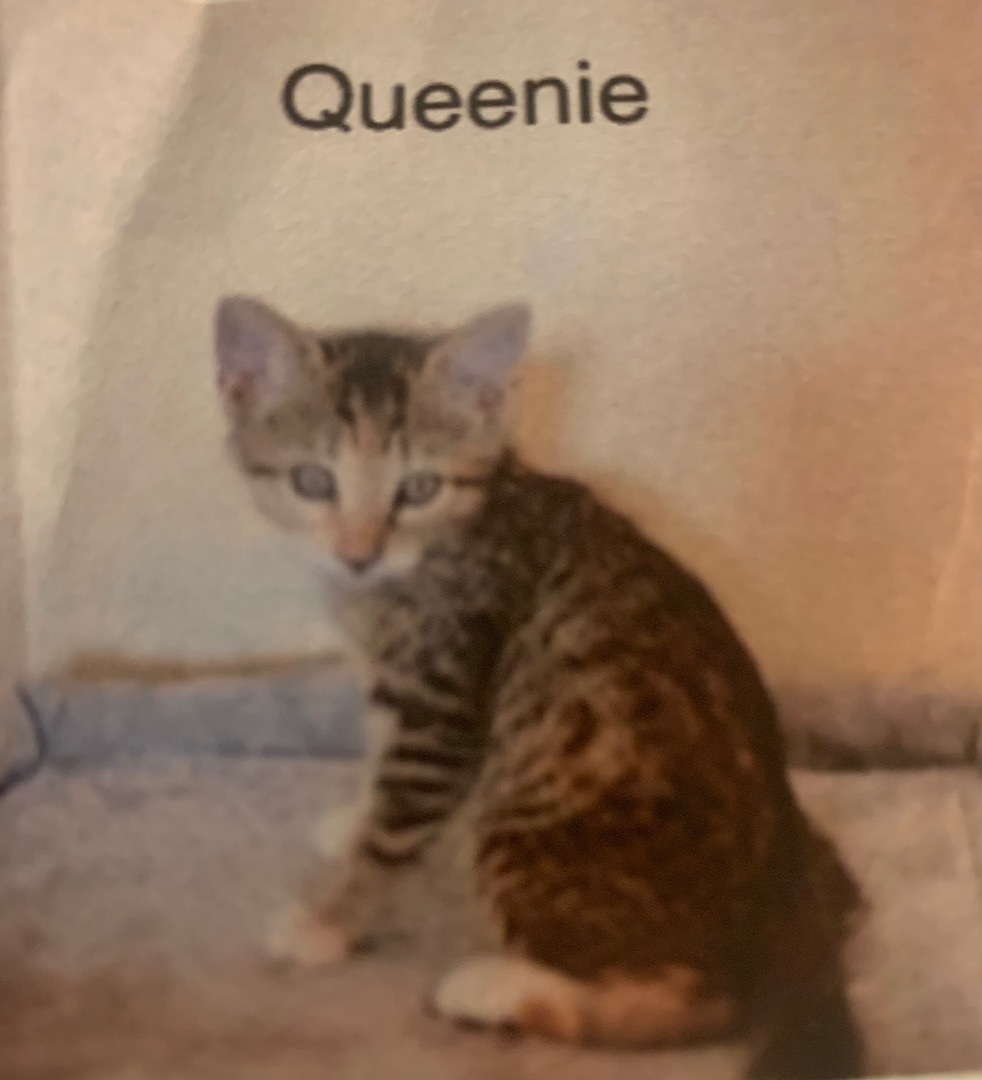 Enlarge Queenie, a Adoptable mixed breed in Mabank, TX image 4/4