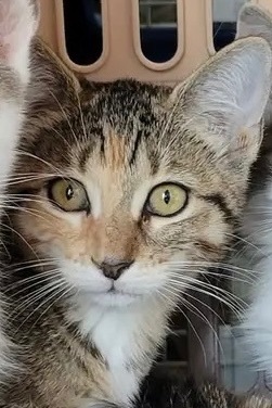 Queenie, Adoptable, Adult Female Calico & Tabby.