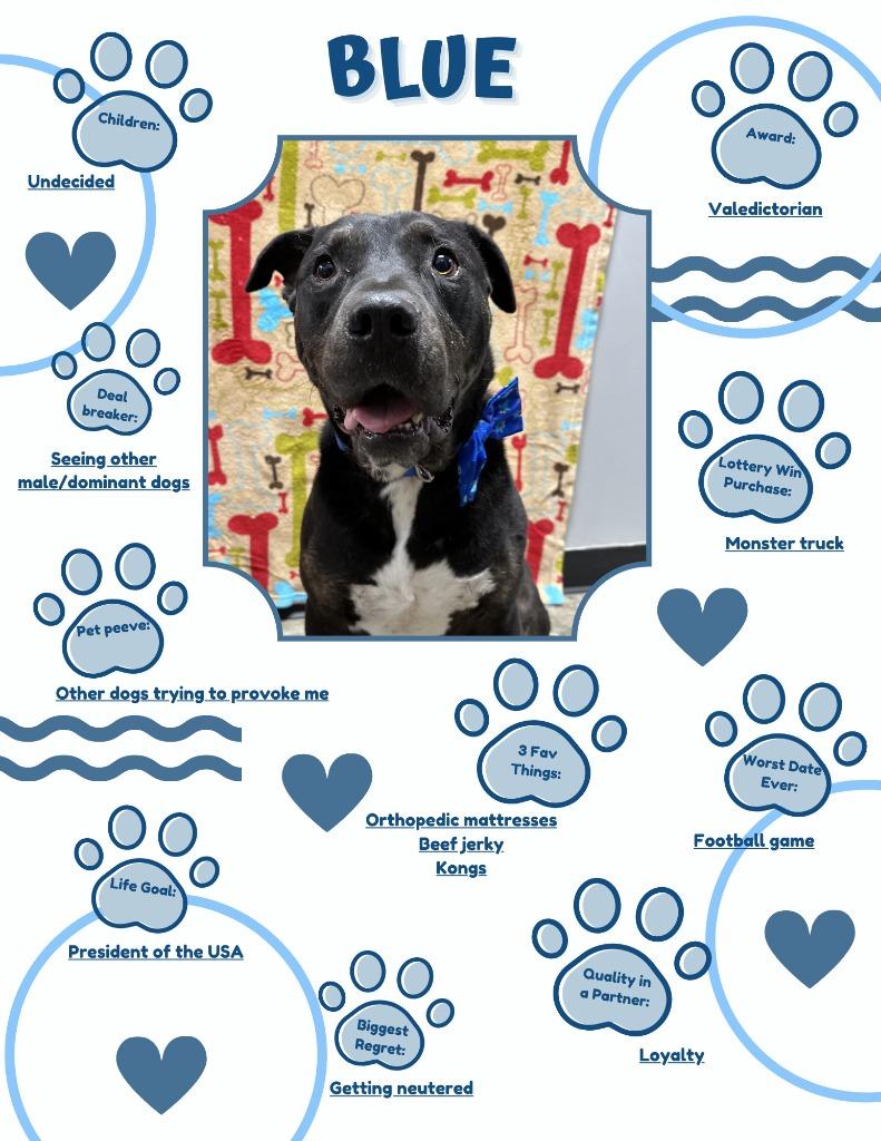 Blue, Adoptable, Adult Male Mixed Breed.