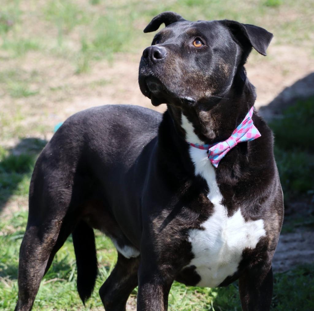 Enlarge Blue, a Adoptable Mixed Breed in Jonesboro, AR image 1/5