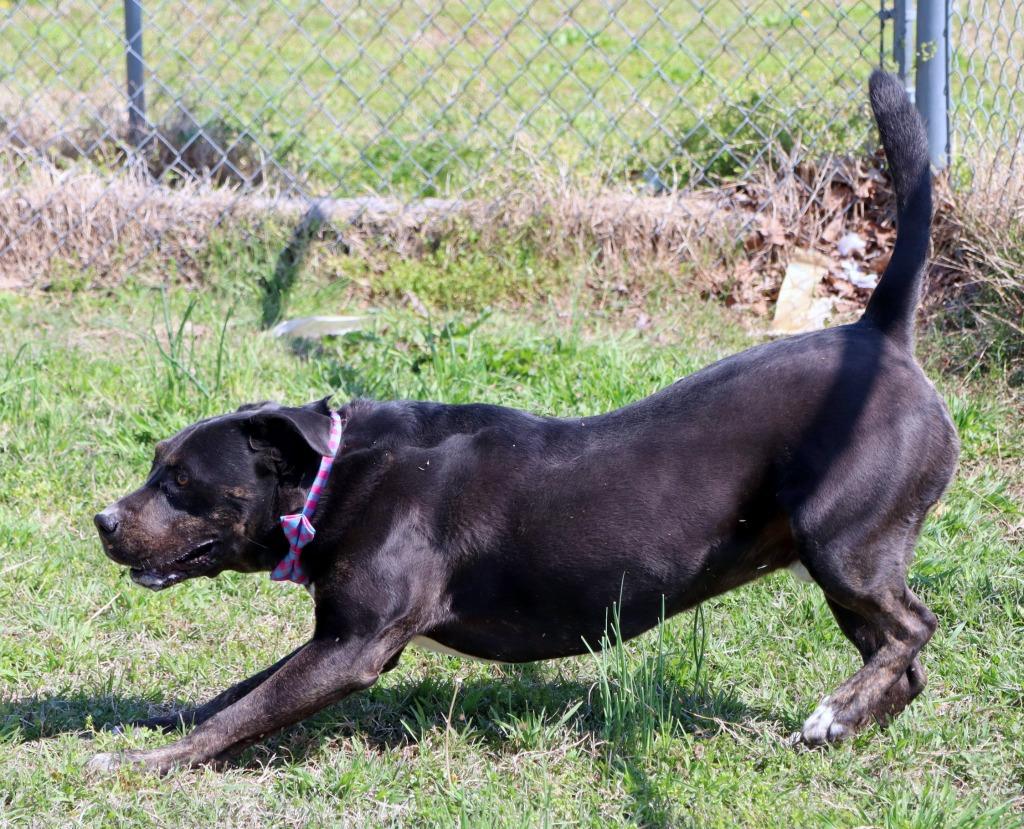 Enlarge Blue, a Adoptable Mixed Breed in Jonesboro, AR image 3/5