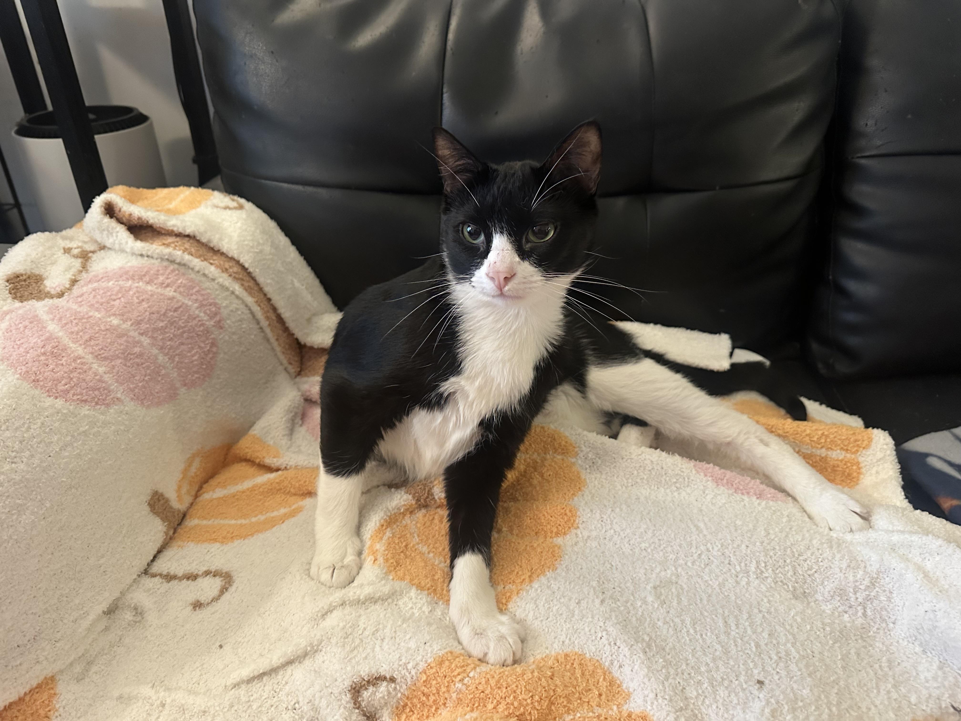 Frank, ADOPTABLE, Adult Male Domestic Short Hair.