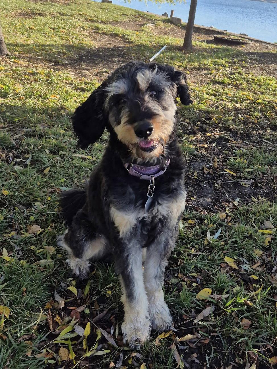 Enlarge Odin, a Adoptable mixed breed in Island Lake, IL image 1/3