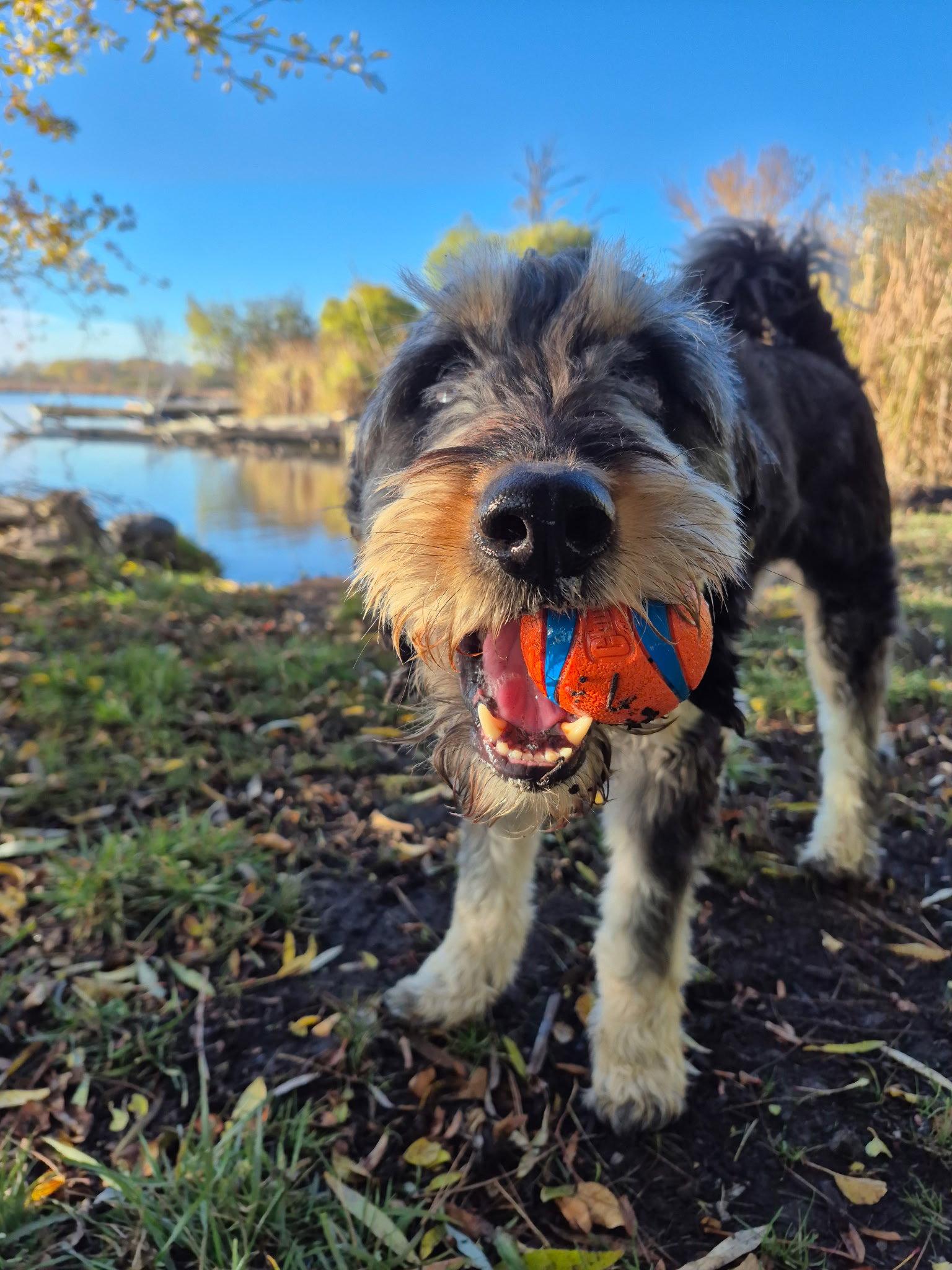 Enlarge Odin, a Adoptable mixed breed in Island Lake, IL image 2/3