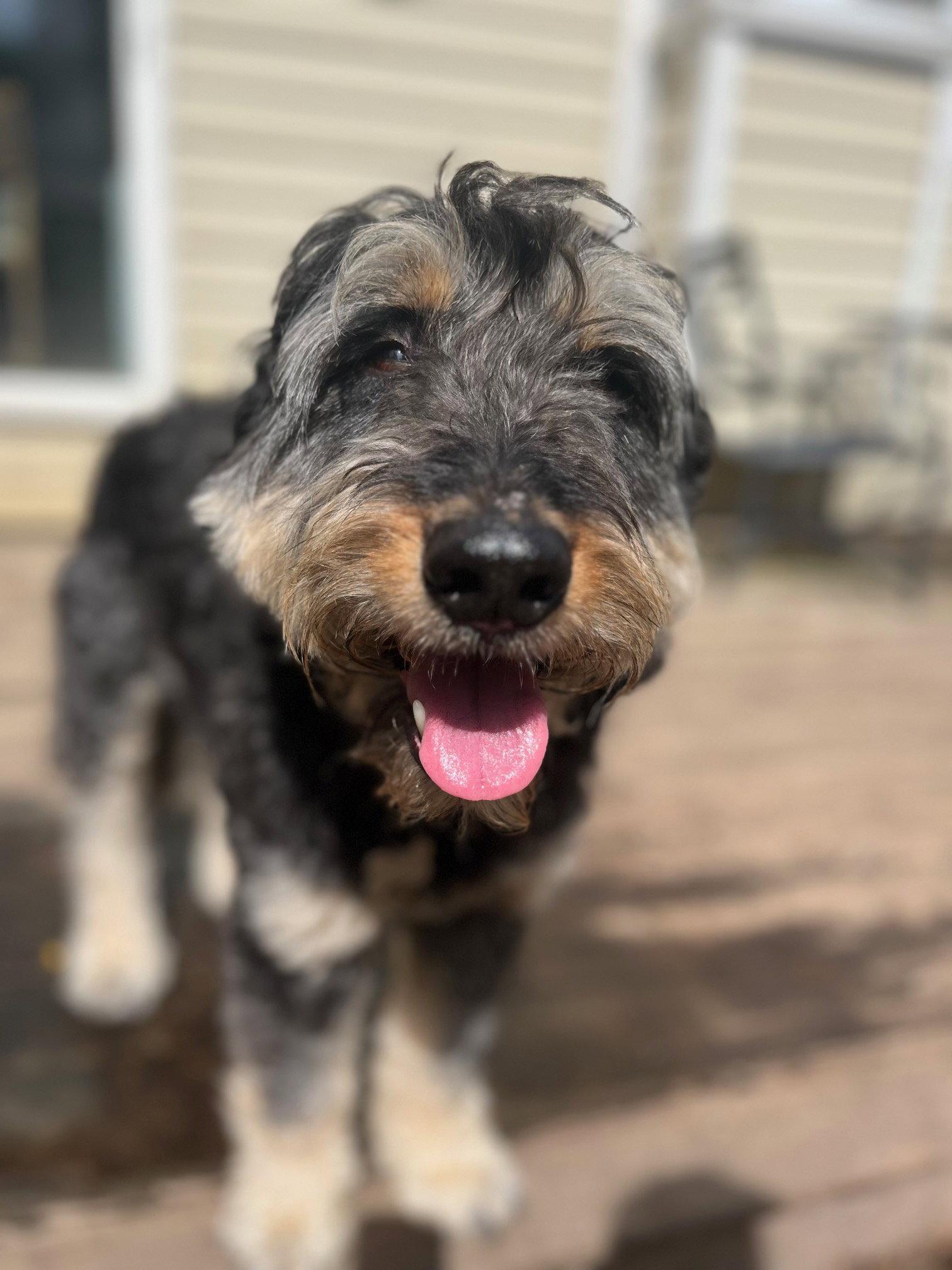 Odin, Adoptable, Adult Male Standard Poodle & Rottweiler.
