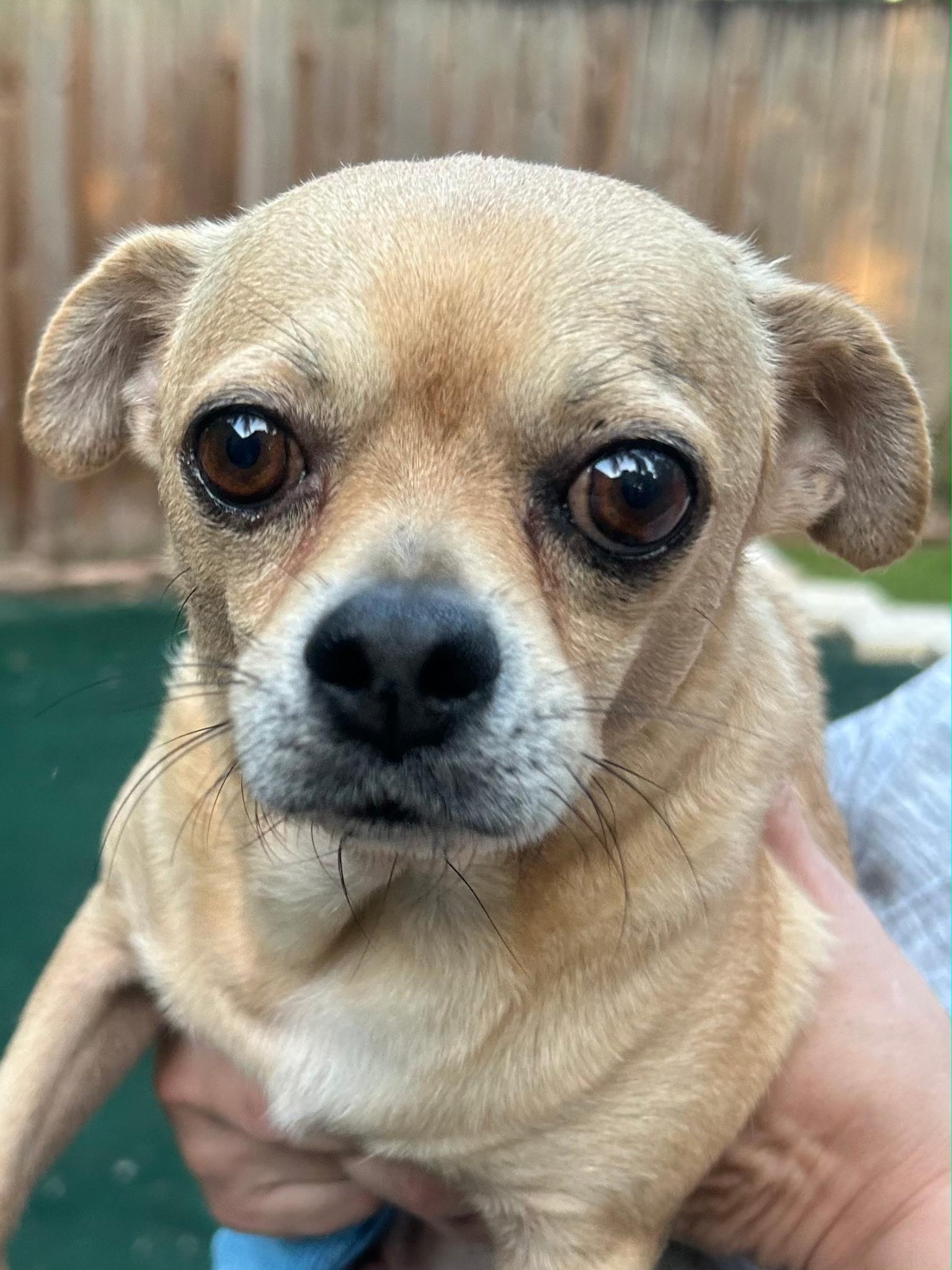 Enlarge Weberite, a ADOPTABLE mixed breed in Lake Worth, FL image 2/6