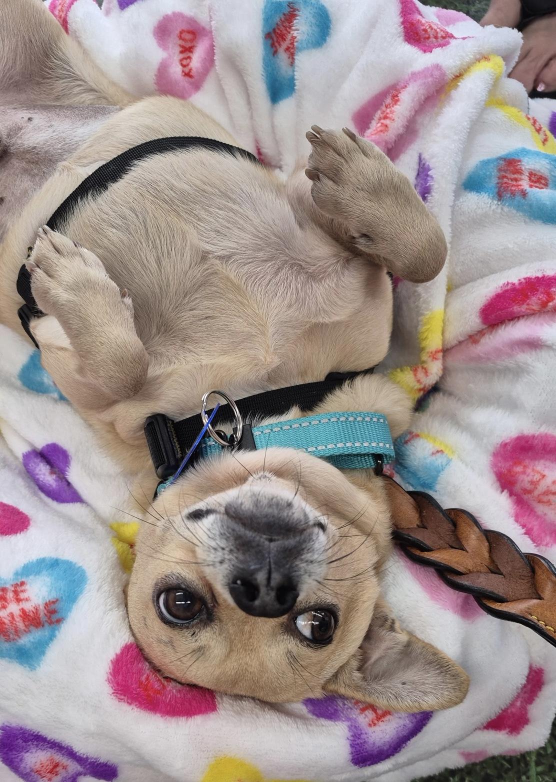 Enlarge Weberite, a ADOPTABLE mixed breed in Lake Worth, FL image 3/6