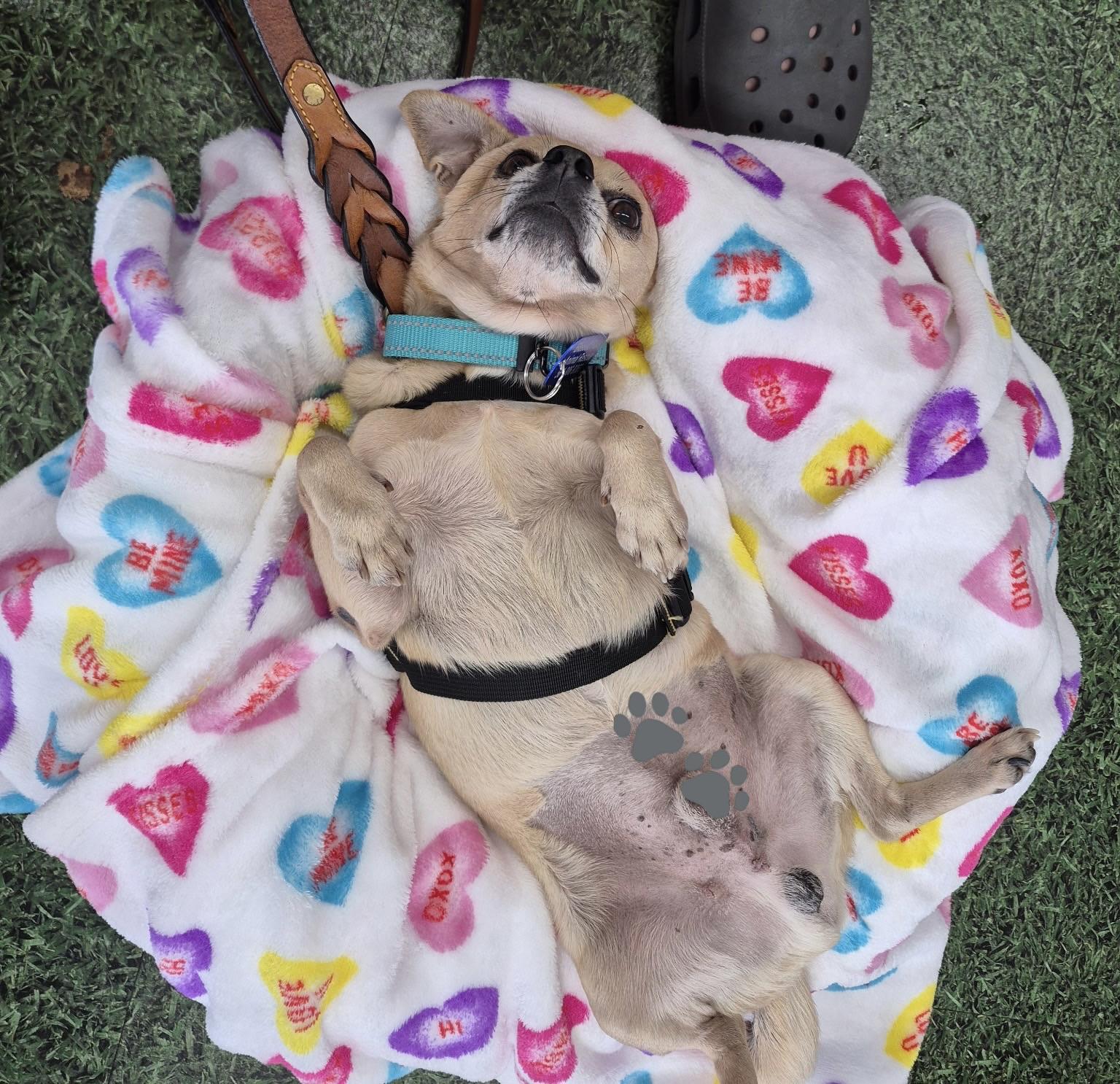 Enlarge Weberite, a ADOPTABLE mixed breed in Lake Worth, FL image 4/6