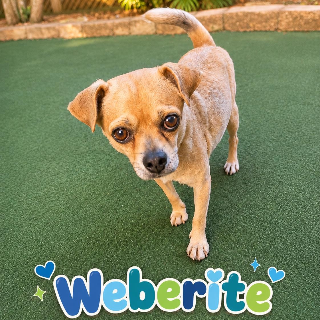 Weberite, ADOPTABLE, Adult Male Chihuahua & Pug.