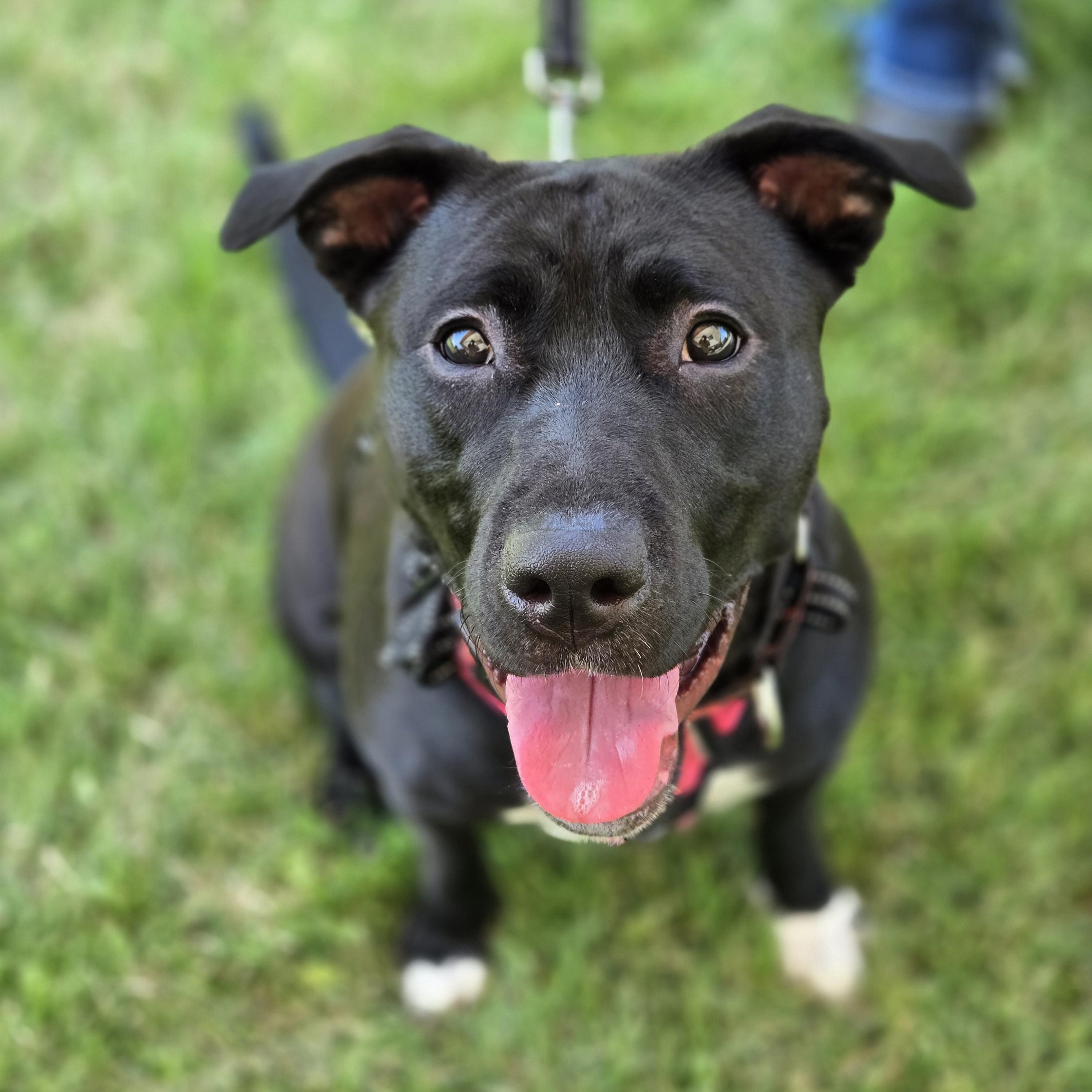 Enlarge Luna, a Adoptable mixed breed in Normal, IL image 3/5