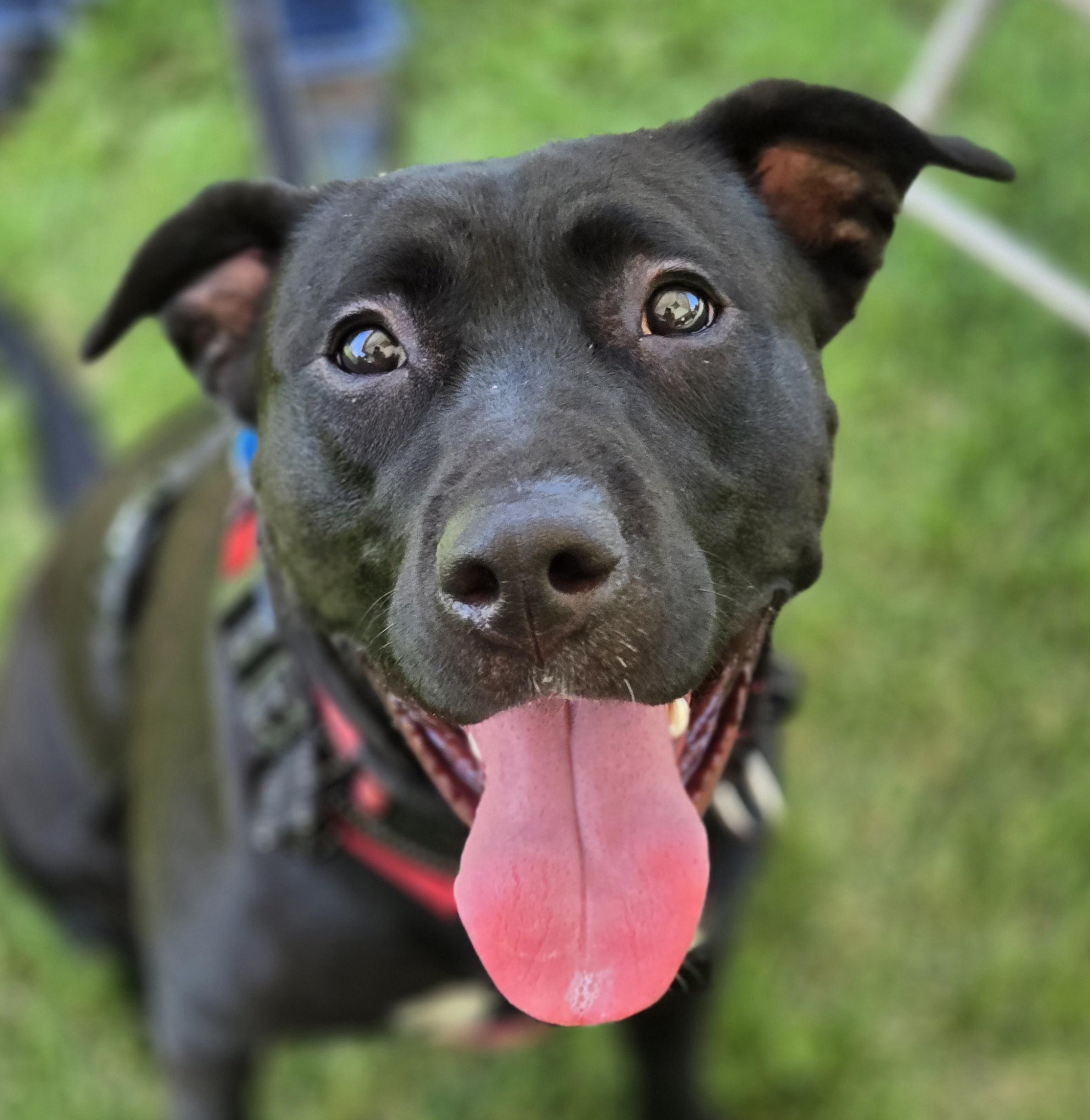 Enlarge Luna, a Adoptable mixed breed in Normal, IL image 1/5