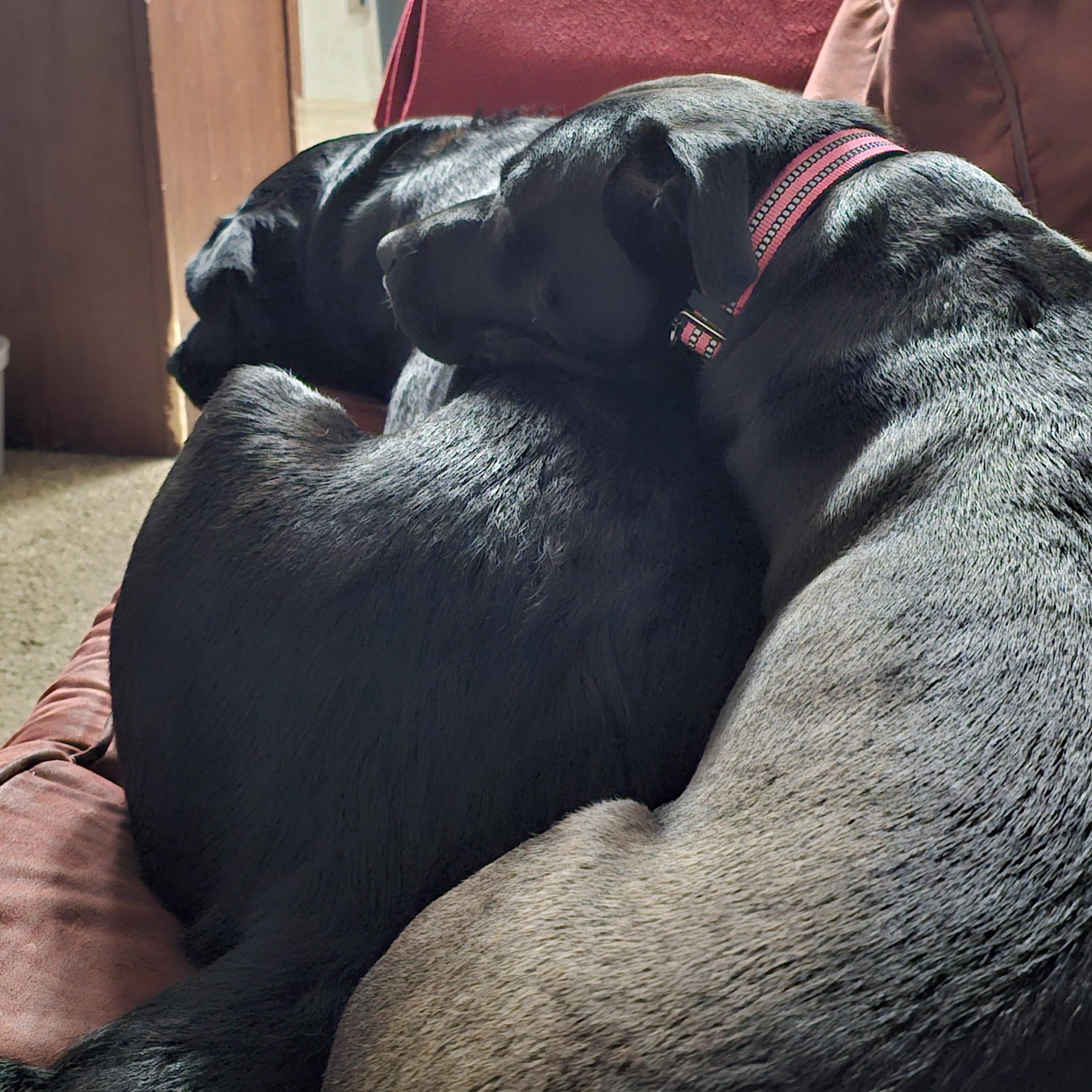 Enlarge Luna, a Adoptable mixed breed in Normal, IL image 4/5