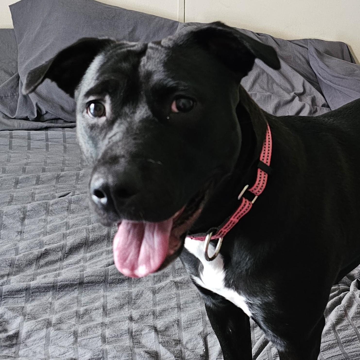 Enlarge Luna, a Adoptable mixed breed in Normal, IL image 2/5