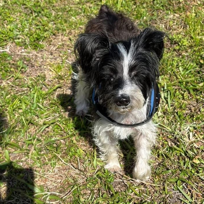 Enlarge Konrad, an adopted Miniature Schnauzer in Fort Myers, FL image 4/4