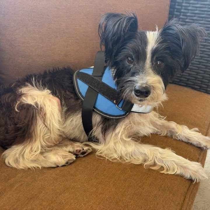 Enlarge Konrad, an adopted Miniature Schnauzer in Fort Myers, FL image 2/4