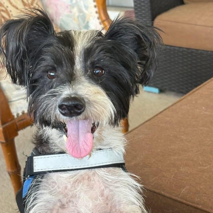 Enlarge Konrad, an adopted Miniature Schnauzer in Fort Myers, FL image 1/4