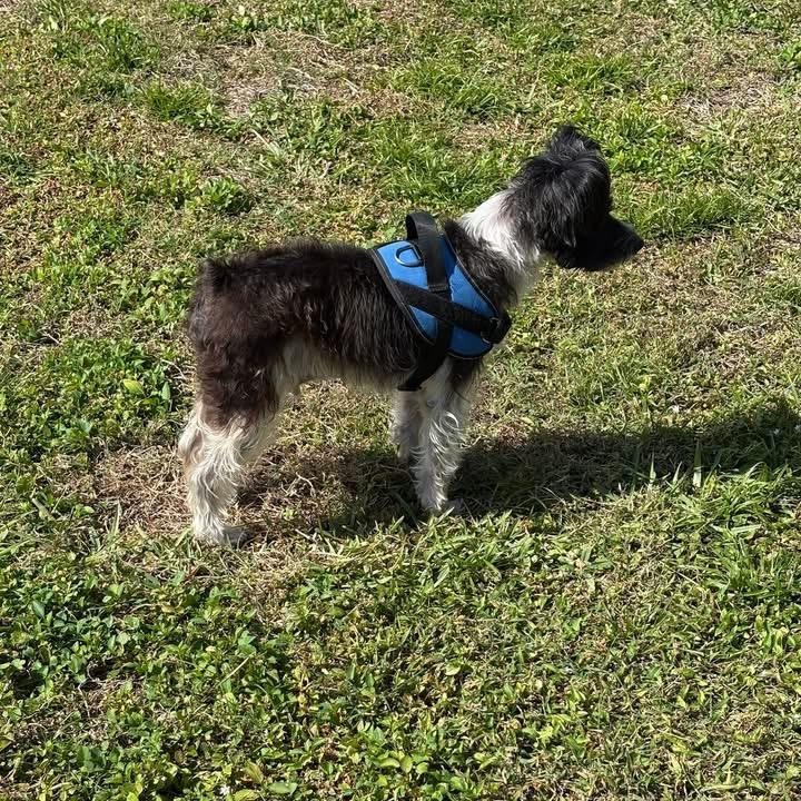 Enlarge Konrad, an adopted Miniature Schnauzer in Fort Myers, FL image 3/4