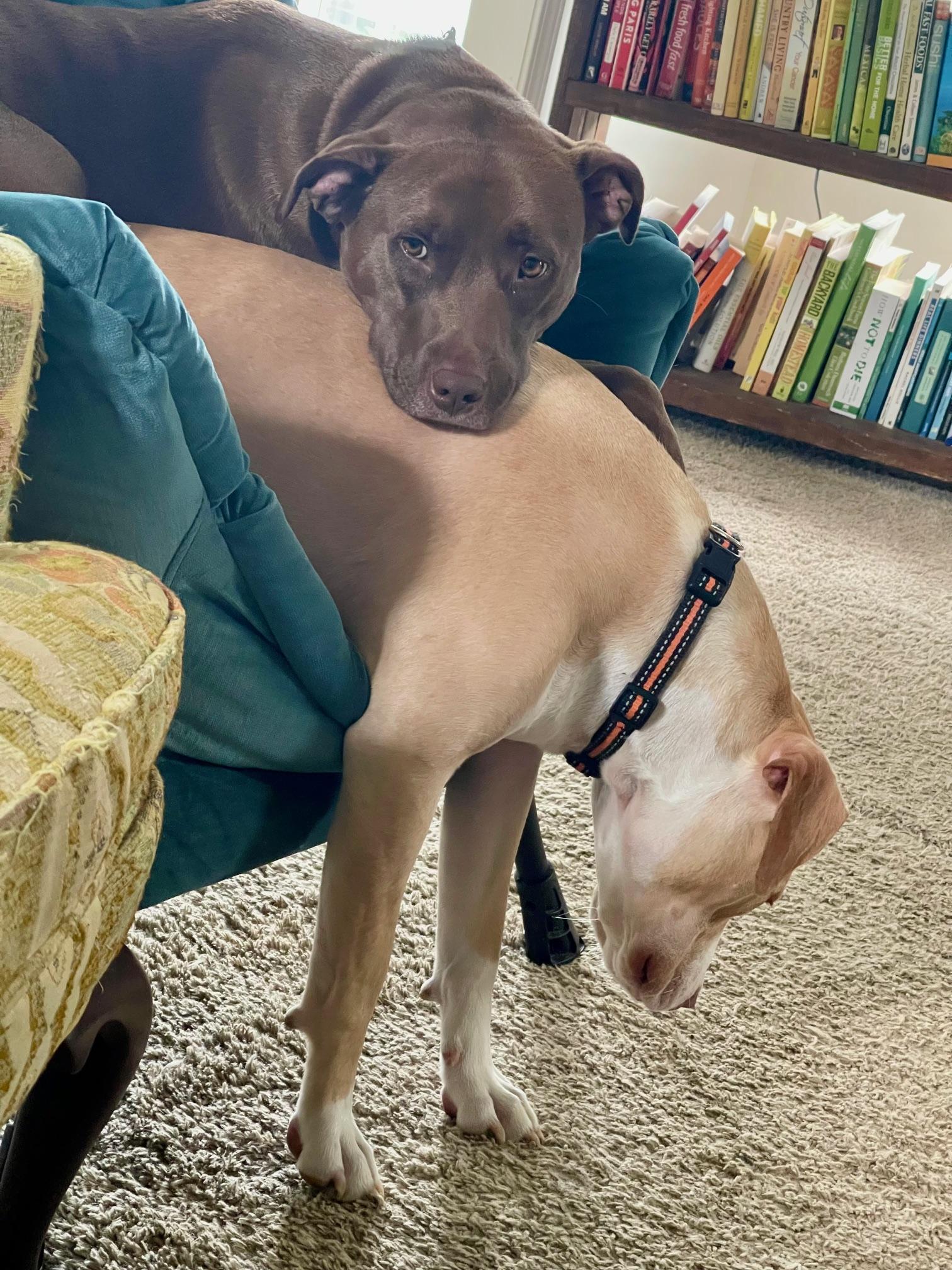 Enlarge  Hopper was corona , an adoptable mixed breed in Mount Juliet, TN image 3/5