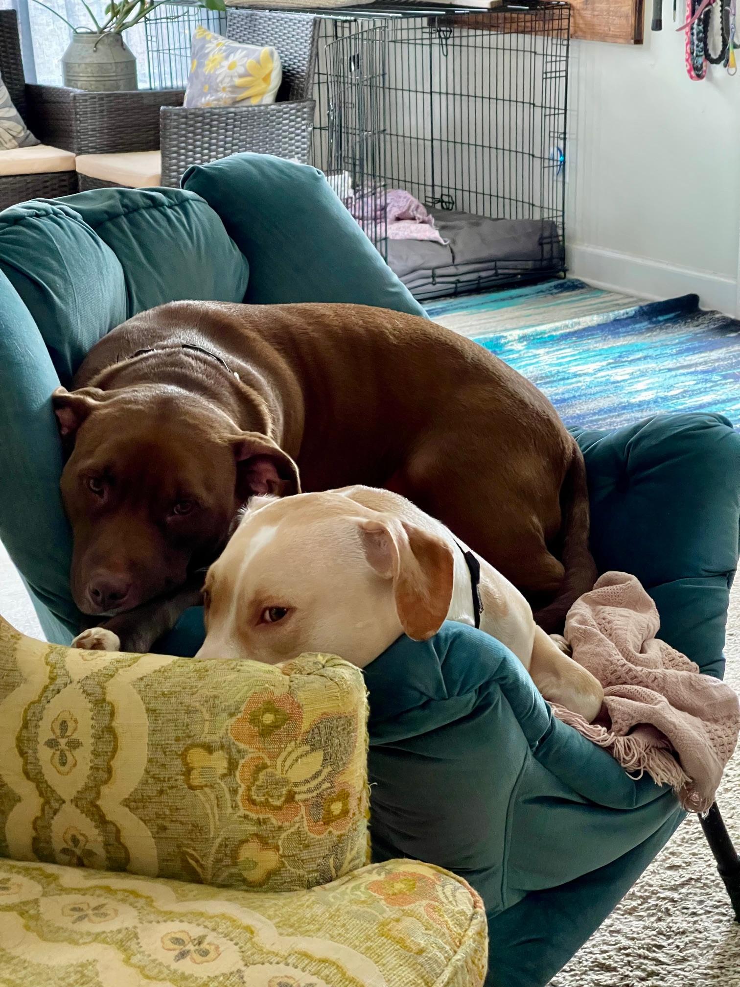 Enlarge  Hopper was corona , an adoptable mixed breed in Mount Juliet, TN image 5/5