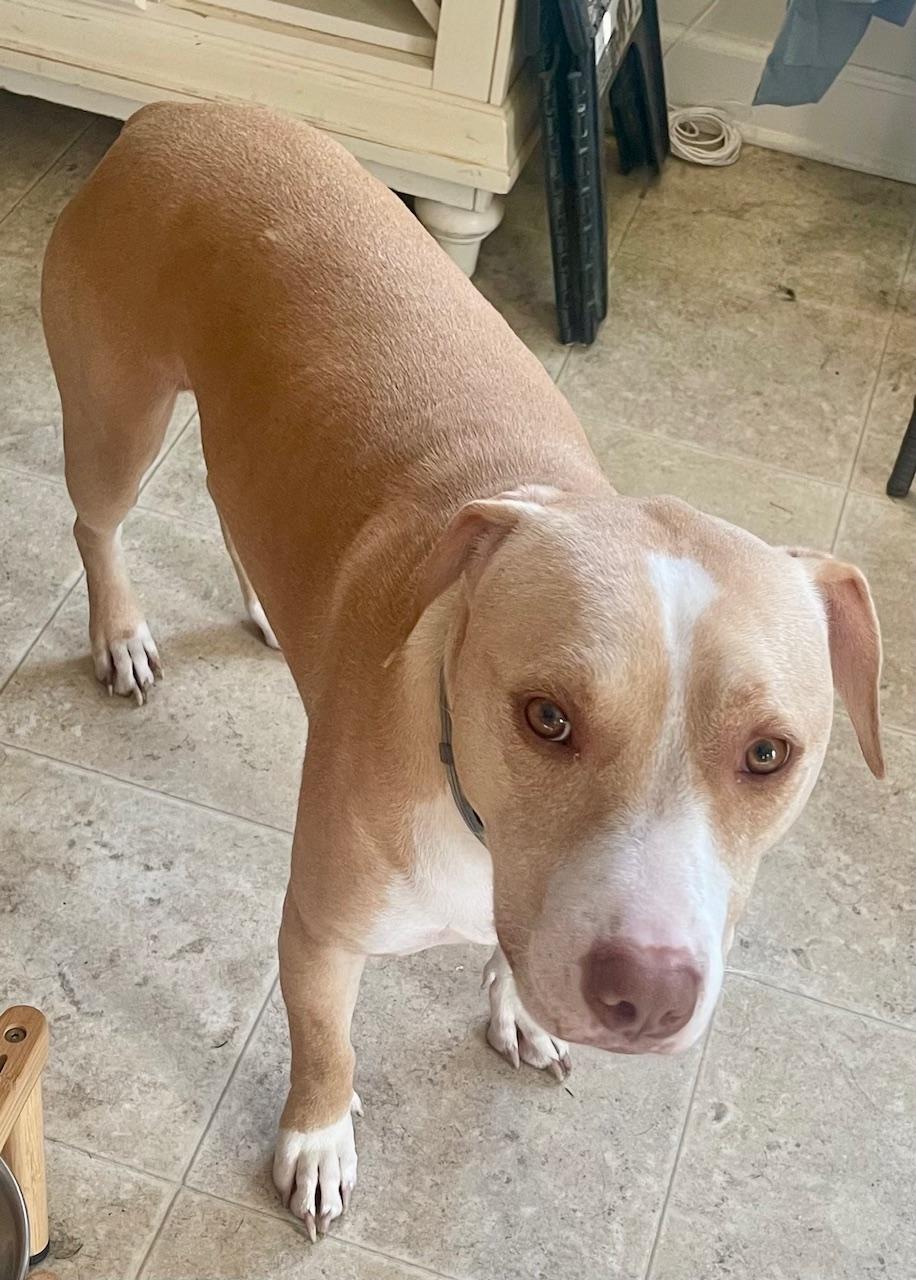 Enlarge  Hopper was corona , an adoptable mixed breed in Mount Juliet, TN image 1/5