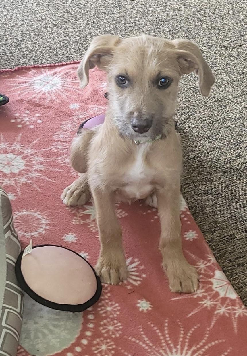 Sandy, Adoptable, Young Female Wirehaired Terrier.