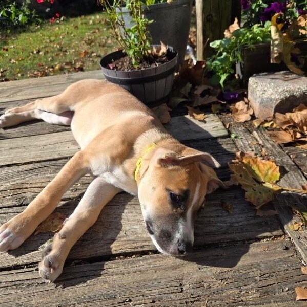 Fruity Pebble thumbnail 3