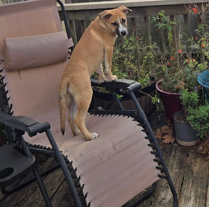 Fruity Pebble thumbnail 5