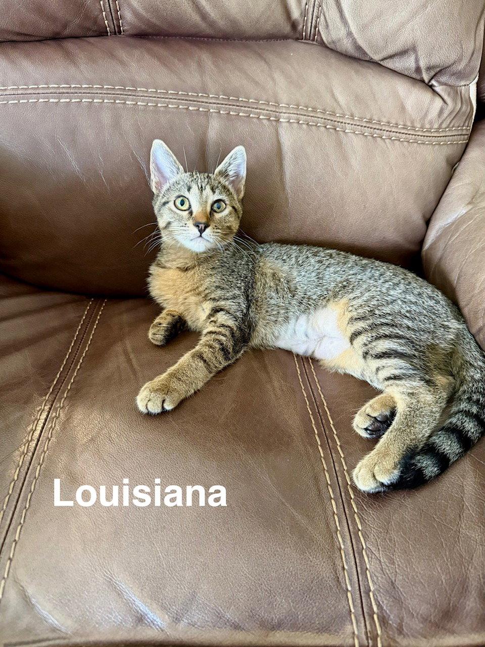 Louisiana (3059), Adoptable, Young Male Domestic Short Hair.