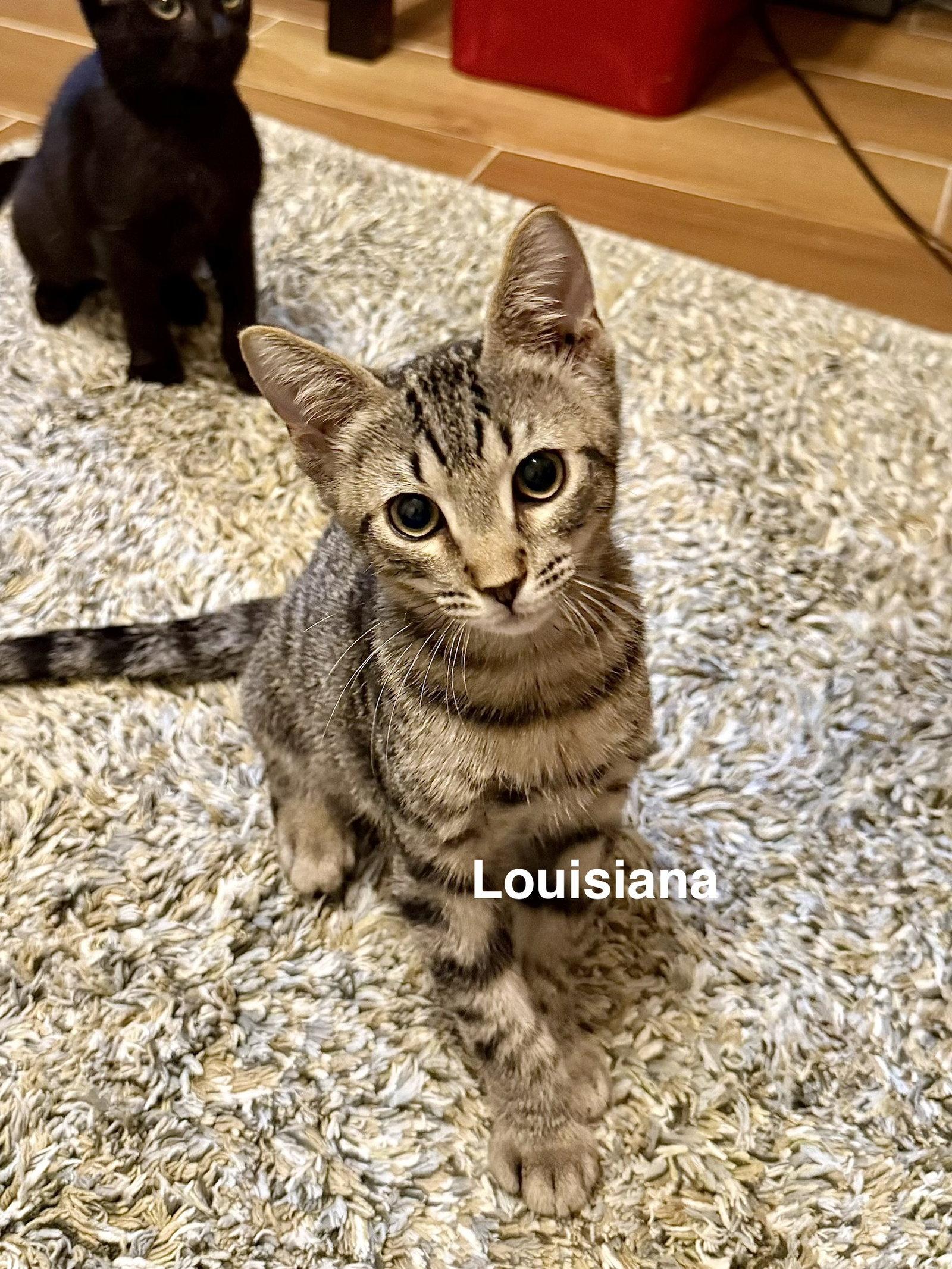 Enlarge Louisiana (3059), a Adoptable Domestic Short Hair in Wesley Chapel, FL image 2/2