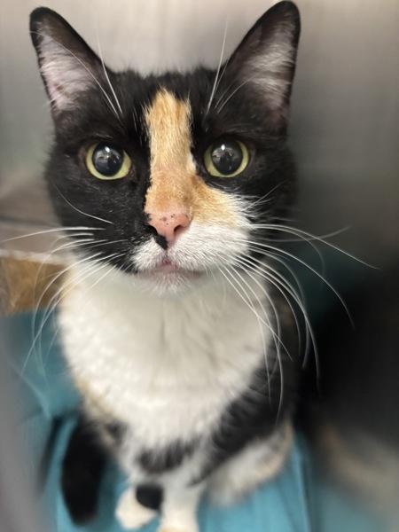 Enlarge Callie, a Adoptable mixed breed in Canton, GA image 1/1