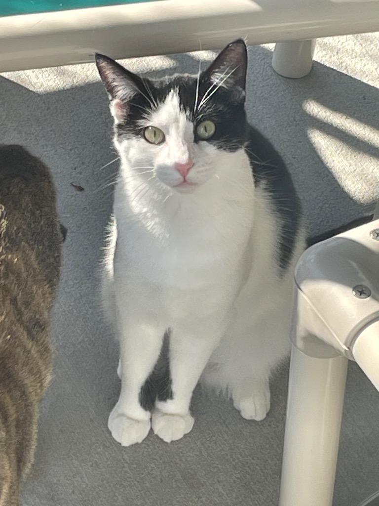 Waterbed, ADOPTABLE, Young Female Domestic Short Hair.