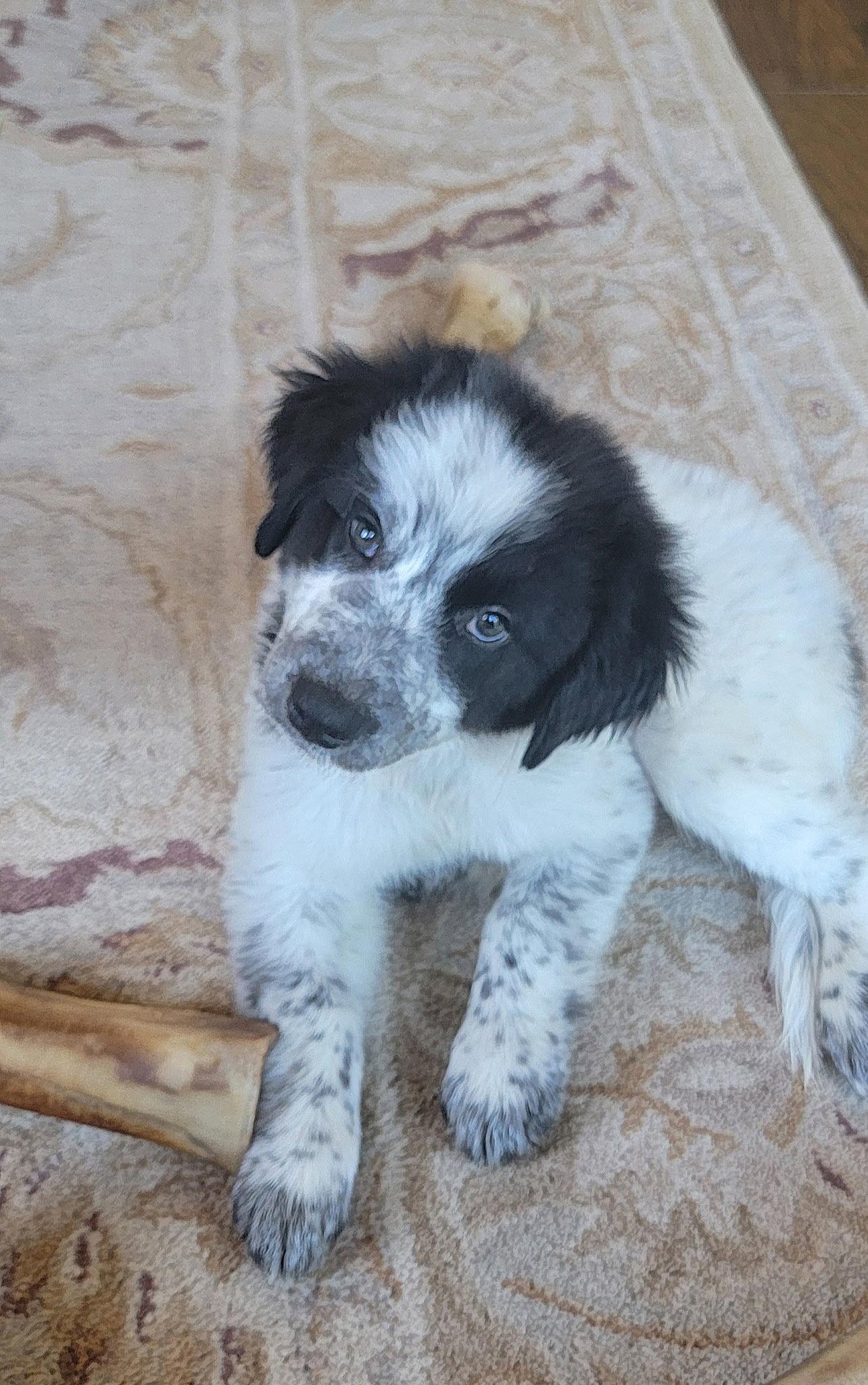 Chloe, Adopted, Puppy Female Australian Shepherd & Border Collie.