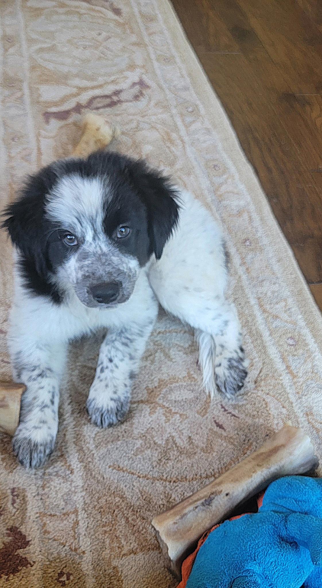 Enlarge Chloe, a Adopted mixed breed in Dallas, TX image 2/3