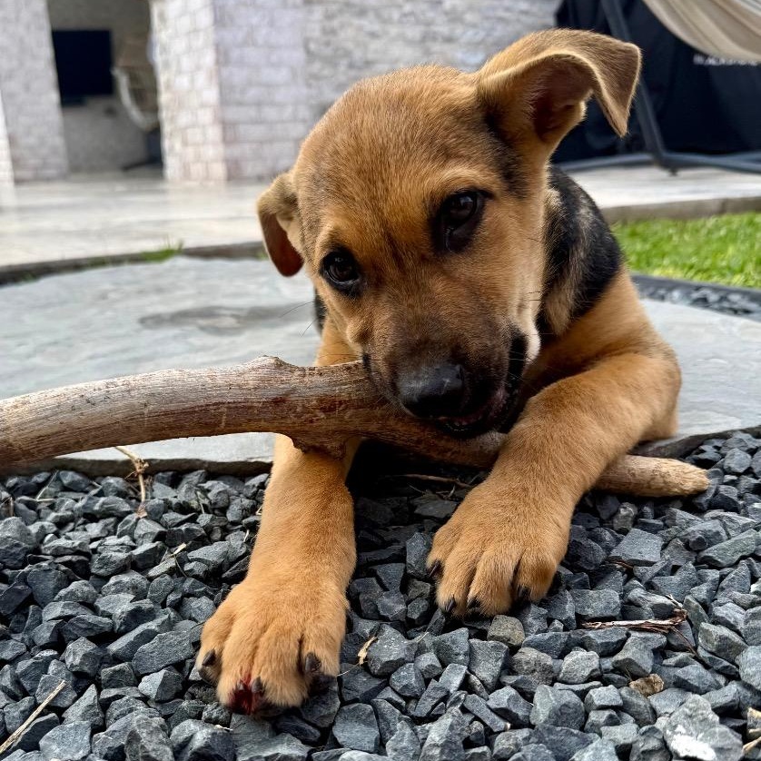 Currant, a Adoptable mixed breed in Brattleboro, VT image 5/6