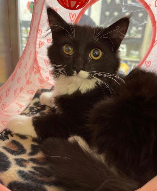 Rizzo, a Adoptable Domestic Medium Hair in Irving, TX image 1/3