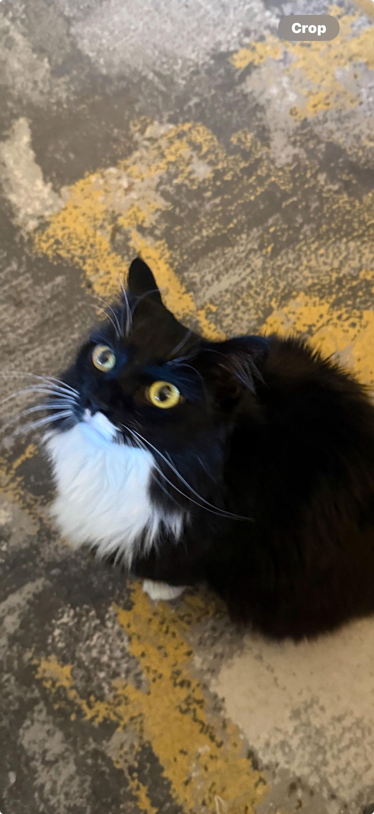 Rizzo, a Adoptable Domestic Medium Hair in Irving, TX image 2/3