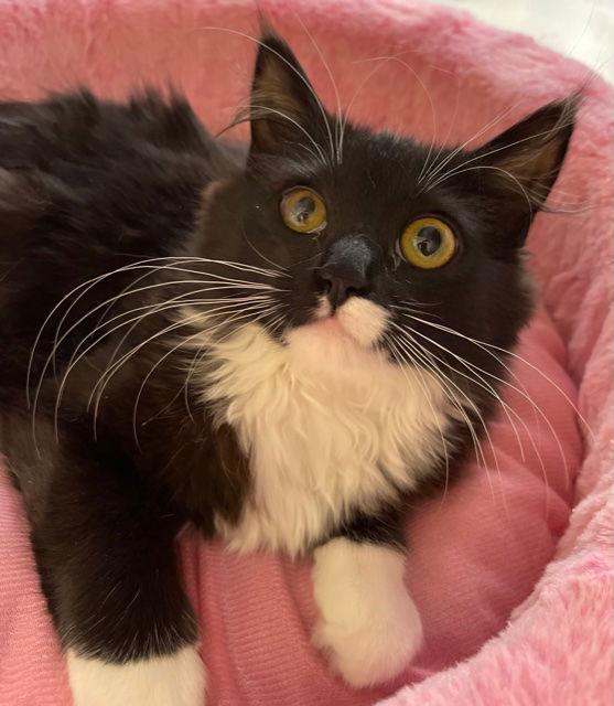 Rizzo, a Adoptable Domestic Medium Hair in Irving, TX image 3/3