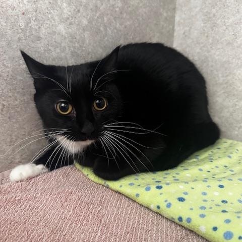 Enlarge Whiskers, an adopted Domestic Short Hair in Hutchinson, MN image 2/3