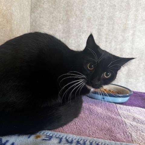 Whiskers, adopted, Adult Female Domestic Short Hair.