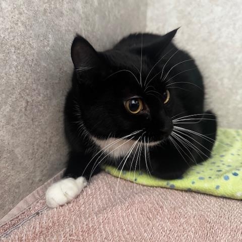 Enlarge Whiskers, an adopted Domestic Short Hair in Hutchinson, MN image 3/3