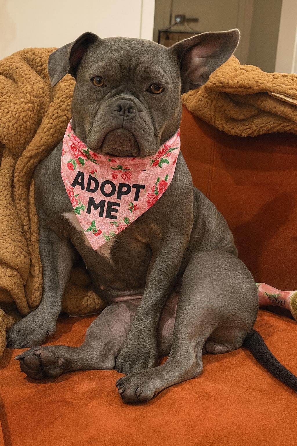 Enlarge Nova, a Adoptable mixed breed in Valley Village, CA image 3/5