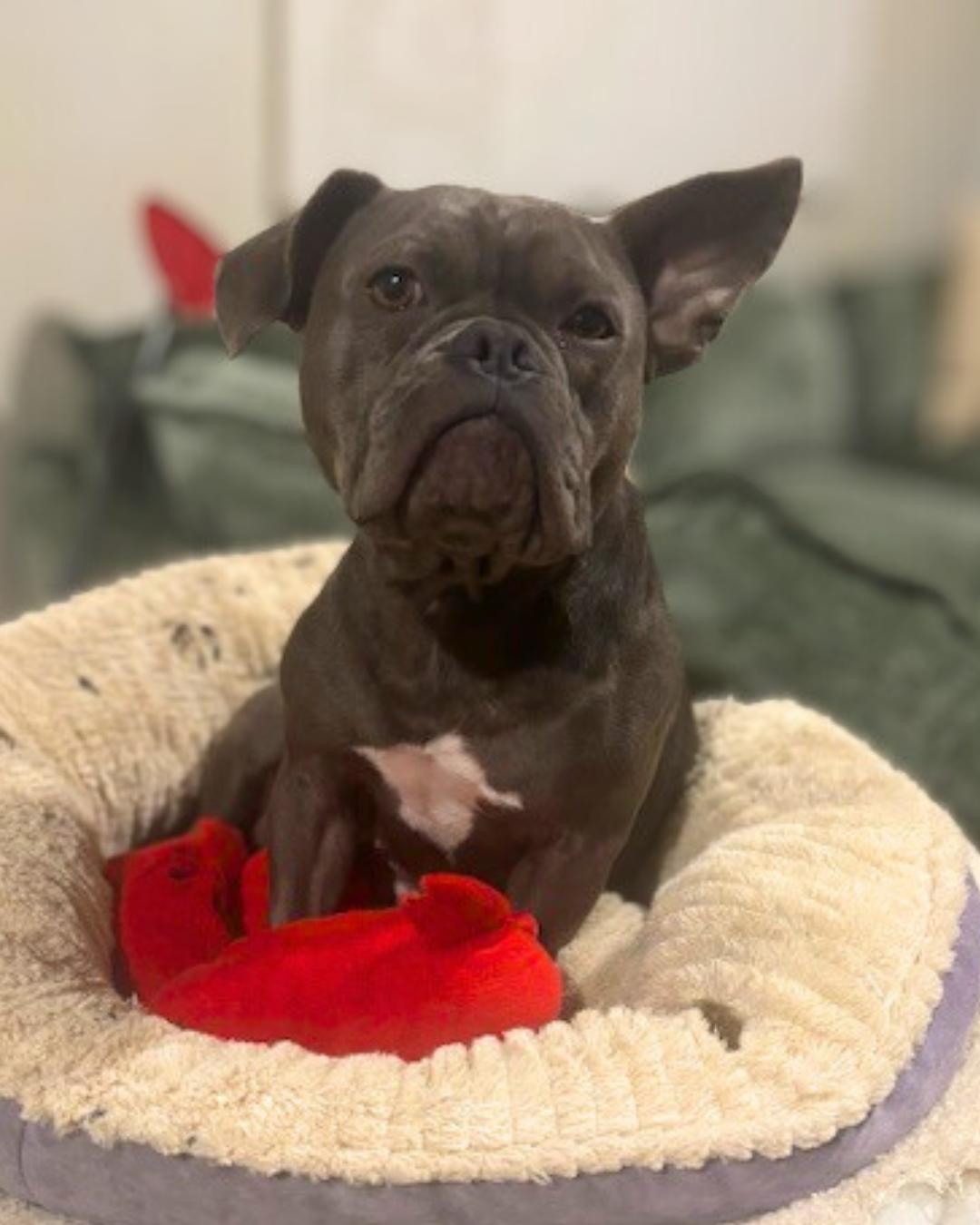 Enlarge Nova, a Adoptable mixed breed in Valley Village, CA image 2/5