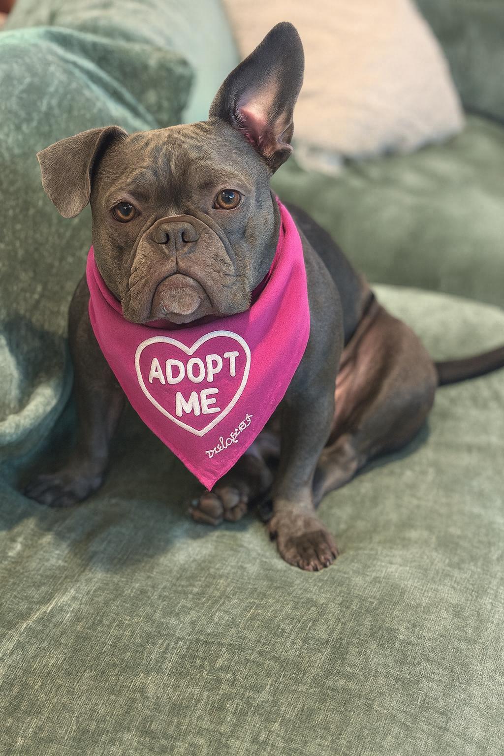 Nova, Adoptable, Young Female French Bulldog & American Staffordshire Terrier.